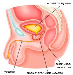 Dr. Bazanov pe metode de tratament cu prostatită